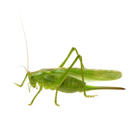 Green locust on white