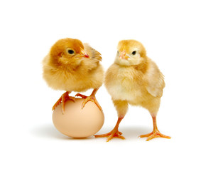 brown egg and chicks