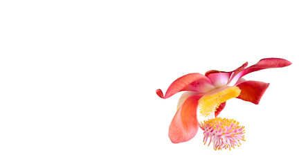 Flower with Pink Yellow Pollen isolated on white background