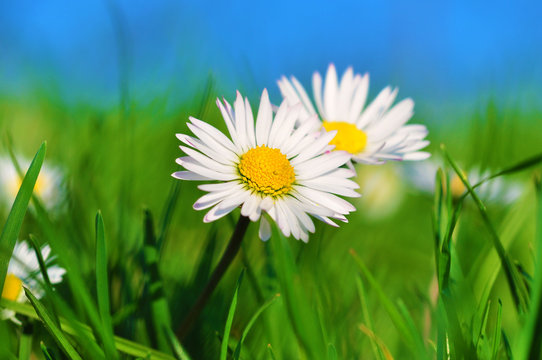 Wild daisies on the meadow, summertime image