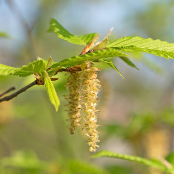Männliche Blüten der Hopfenbuche, Ostrya