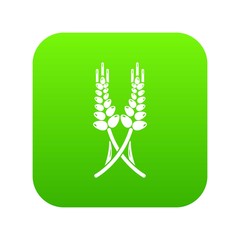 Long-term wheat icon green vector isolated on white background