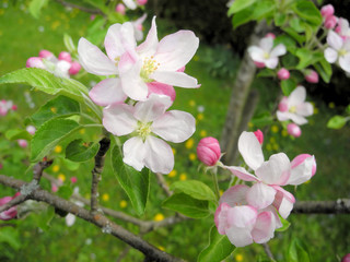 Apfelblüte Nahaufnahme