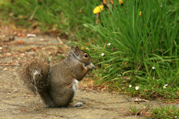 Eastern Grey Squirrel, Canada