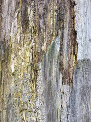 Baumrinde verwittert