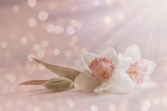 Fototapeta soft, white pink flower, spring blossom on abstract pastel background with blurry, blur lights. romantic floral card, composition with delicate flowers close-up, light rays for wedding