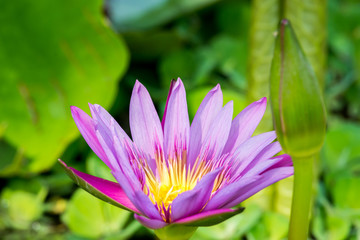 Pink lotus flower in pond