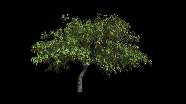Cherry-cherries tree   in the wind
Format MOV, codec png with alpha channel
