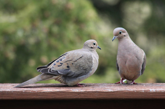 Pair of Mourning Doves Perched on Wood Railing with Green Background