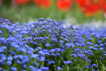 nice blue flowers in the park