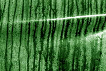 Condensation drops texture in green tone.