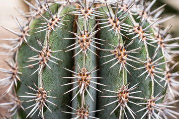 Fototapeta premium Cactus spikes
