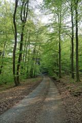 Fototapeta na wymiar Path through a beech forest in spring / Germany