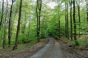 Fototapeta na wymiar Path through a beech forest in spring / Germany