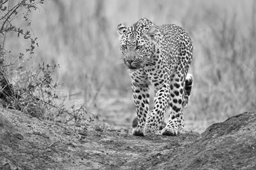 Lone leopard walking and hunting in nature  artistic conversion