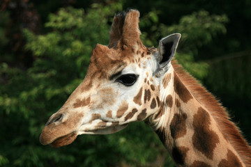 Naklejka premium Giraffe - Vancouver Zoo, Canada