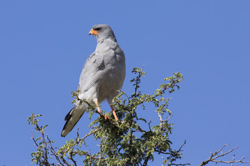 Male Pale Chanting Goshawk sitting in a tree against blue Kalahari sky