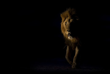 Silhouette of an adult lion male with huge mane walking in darkness