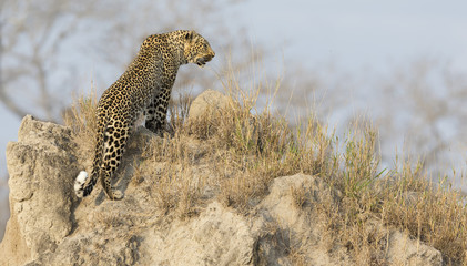Lone leopard sit down resting on anthill in nature during daytime