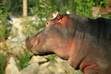 Hippo , Canada