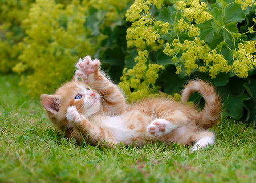 Cute kitten playing in a flowery garden - Powered by Adobe