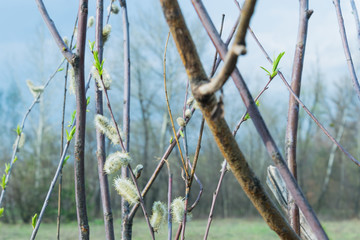 Flowering buds of willows in spring.