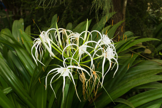 Spider lily latin name Hymenocallis a herbaceous perennial native to the lower Mississippi Valley and Southern United States through Central America and the Carribean