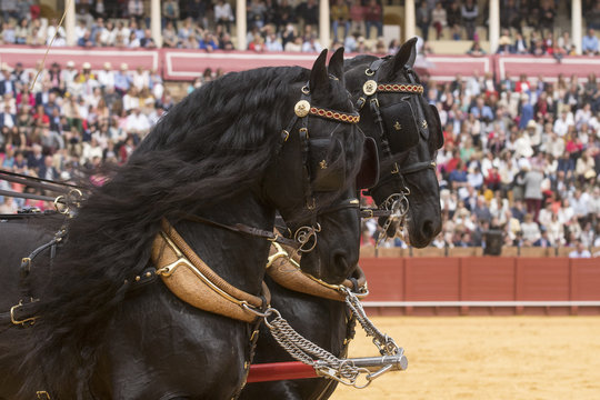 Caballo Frison