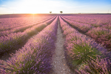 Big lavender field on sunset