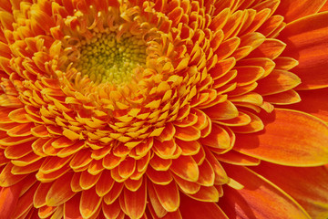 Makrofotografie einer gelb orangenen Gerbera, Teilausschnitt