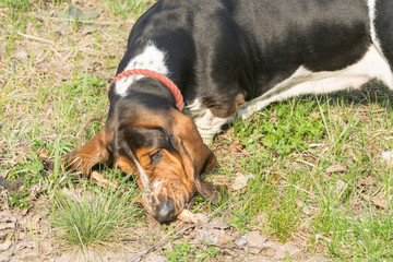 Basset Hound hunting dog lies on the grass.