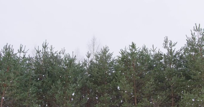 Background with snowy trees