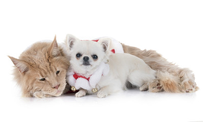 Fototapeta na wymiar maine coon cat, chihuahua and christmas