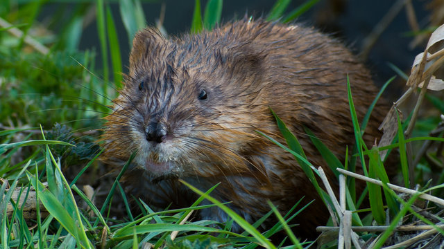 Bisamratte Ondatra zibethicus Nutria Glonn Oberbayern Dachau Odelzhausen