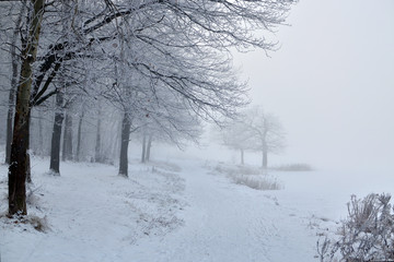 Fototapeta na wymiar winter park in the fog