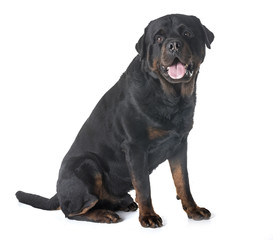 rottweiler in studio