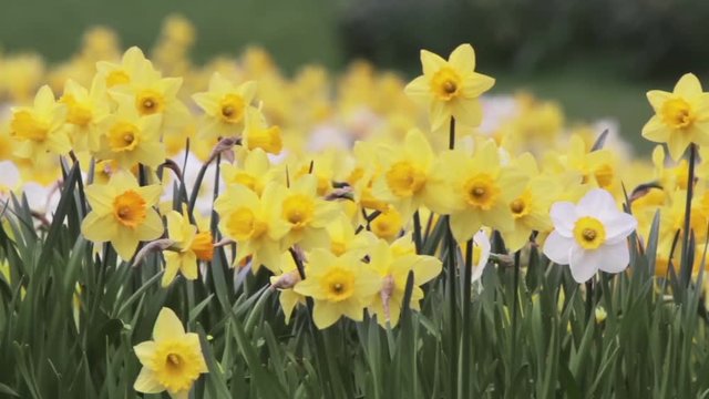 flowering daffodils in a meadow are moving in the wind
