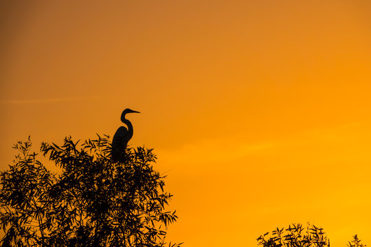 Great Egret resting