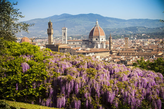 Italia, Toscana, Firenze, Giardino bardini, la fioritura del glicine.