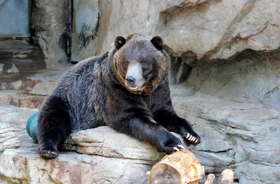 Grizzly Bear at Denver Zoo Photograph