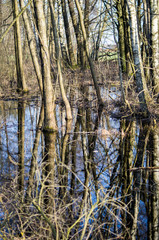 Swamp in Podlasie