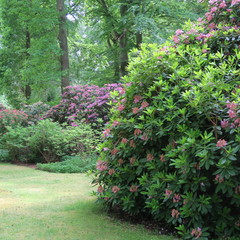 Walk in the park with huge rhododendron bushes