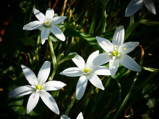 fiori bianchi