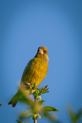 Cute male green finch bird perched on the top of cherry tree