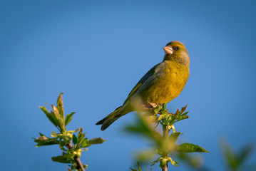 Obraz premium Cute male greenfinch bird perched on the top of cherry tree