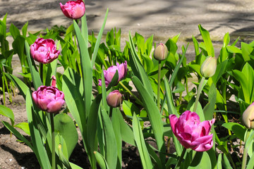 Flower tulips background.