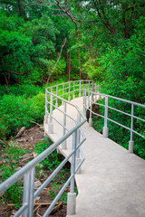 bridge, in mangrove forest for Walking on sunshine day