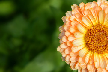 Calendula in the garden on a summer day close-up with space for text.Garden flowers.