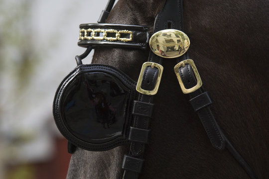 Detalle de la brida de un caballo que tira de un carruaje