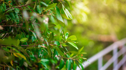 Green leaves on the spring tree background. holiday concept